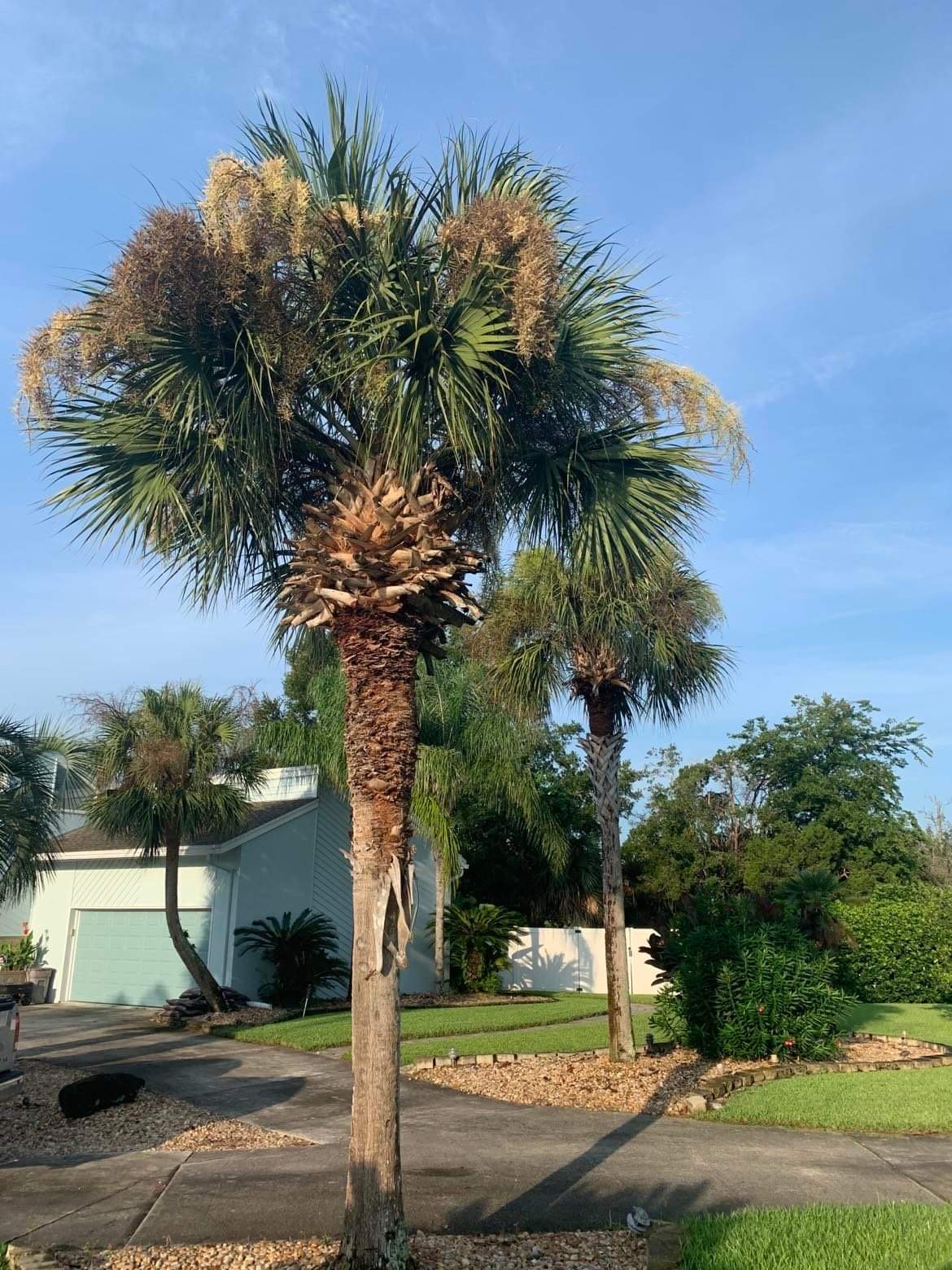 in Jacksonville, FL Palm Tree Trimming and More
